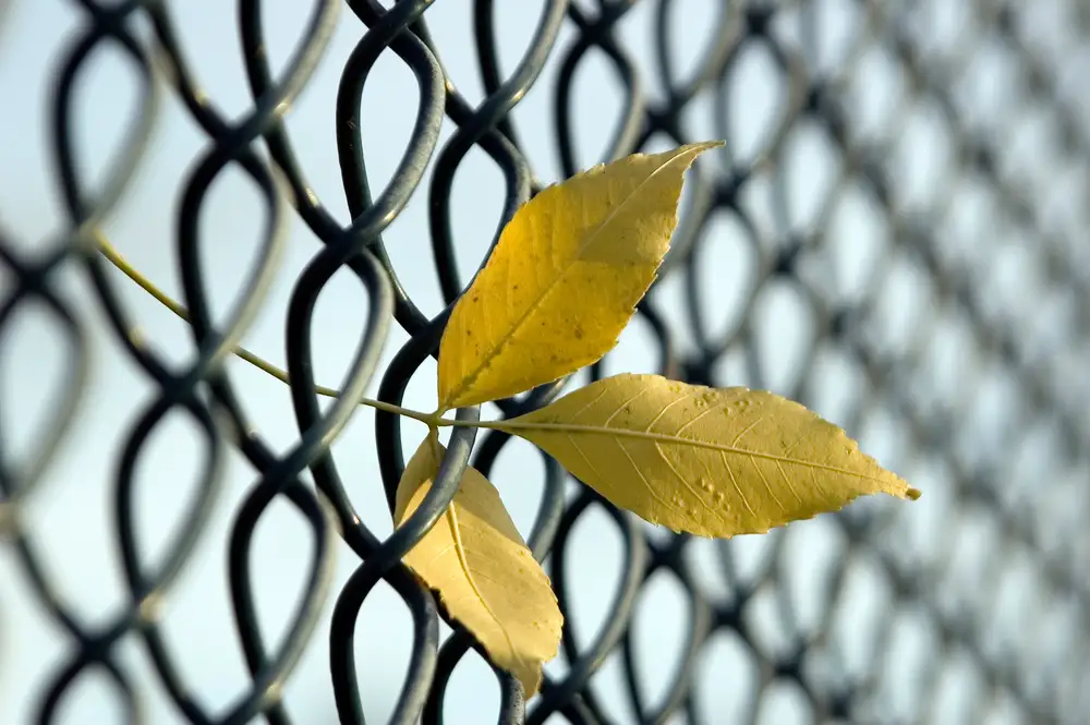 Leaves%20caught%20in%20chain link%20fence%20representing%20ring fenced%20property